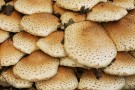 Mushrooms Near Beaver Dyke Reservoir